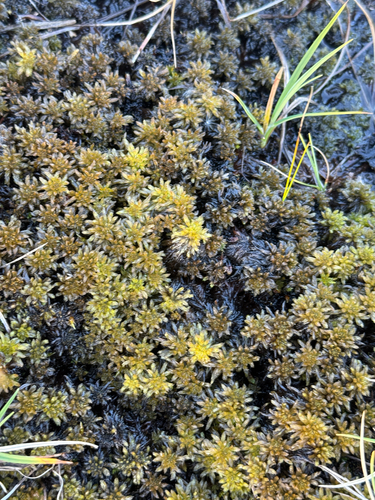 Sphagnum lindbergii observed 2026-08-08