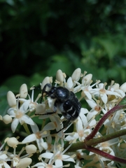 Trichiotinus texanus