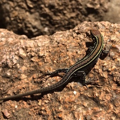 Contomastix lacertoides