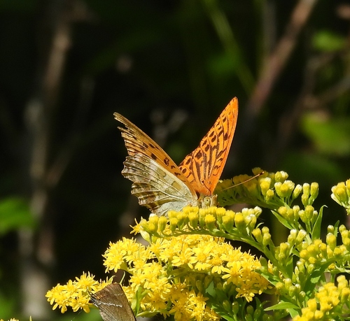 Silver-washed Fritillary