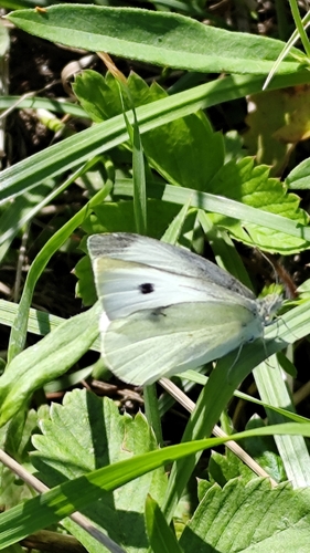Small White