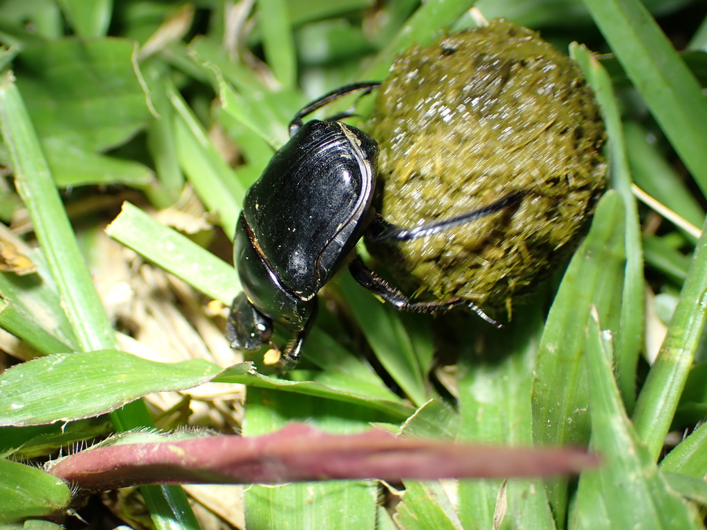 Paragymnopleurus melanarius