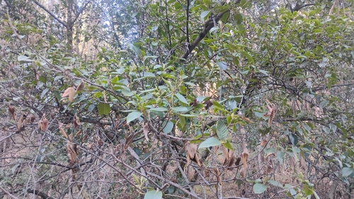Alnus acuminata