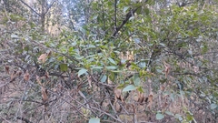 Alnus acuminata