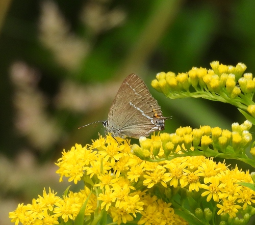 Blue-spot Hairstreak