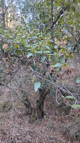 Alnus acuminata, photograph 1