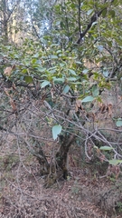 Alnus acuminata, photograph (c) Carlo Brescia, some rights reserved (CC BY-SA)