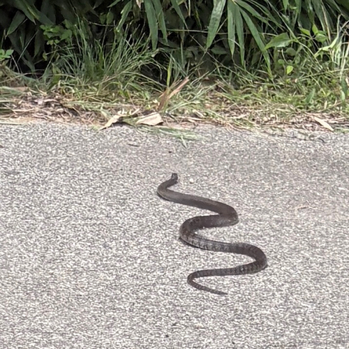 Oriental Rat Snake