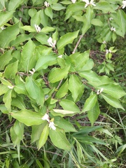 Lonicera maackii