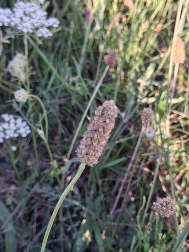 ribwort plantain