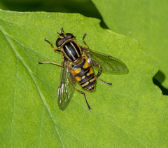 Helophilus pendulus