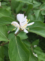Lonicera maackii