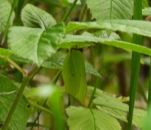 Common Brimstone