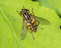 Helophilus pendulus