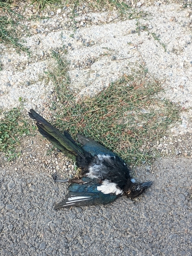 Eurasian Magpie