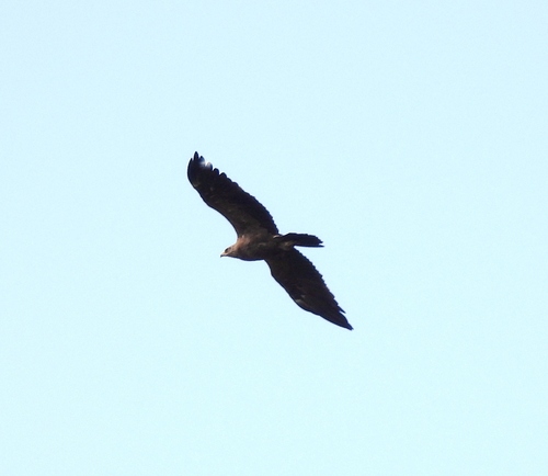 Lesser Spotted Eagle