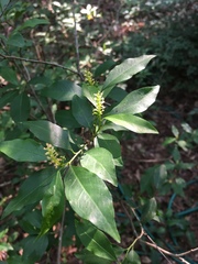 Ditrysinia fruticosa