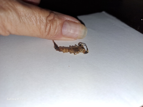 African Forest Scorpion