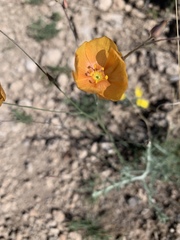 Linum berlandieri filifolium