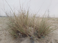 Cyperus conglomeratus