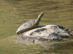 Trachemys gaigeae