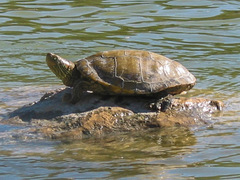 Trachemys gaigeae