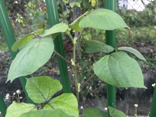 Vigna radiata var. radiata