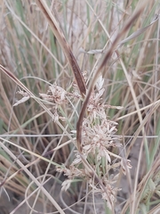 Cyperus conglomeratus