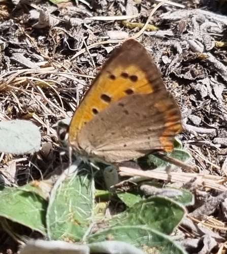 Small Copper
