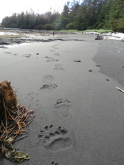 Ursus arctos sitkensis