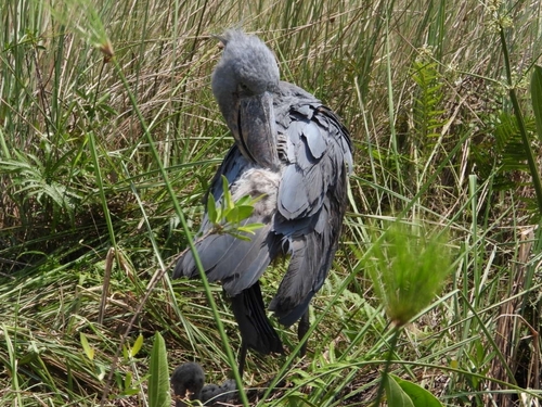 Shoebill (Balaeniceps rex), photo 4