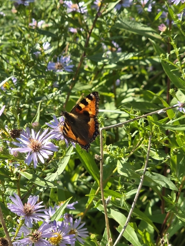 Small Tortoiseshell