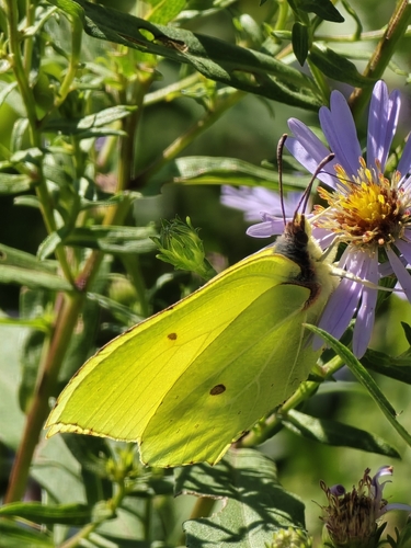 Common Brimstone