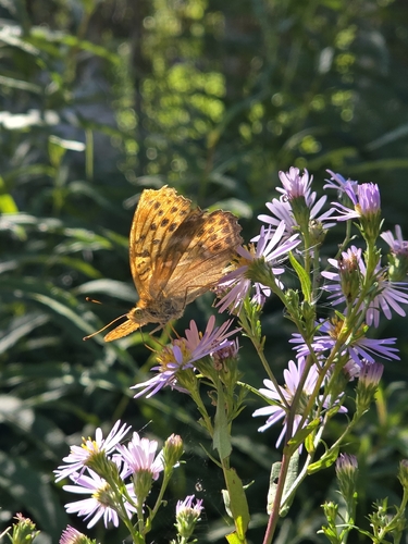 Silver-washed Fritillary