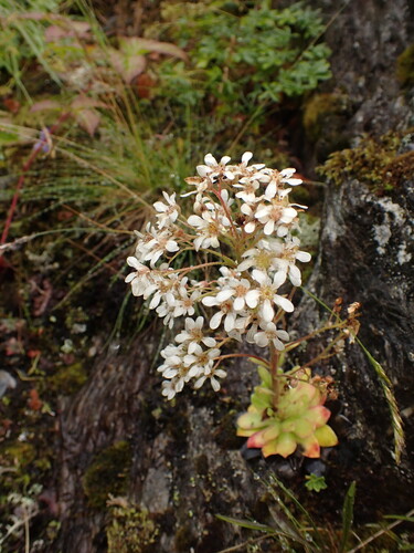 Saxifraga cotyledon, photograph 1