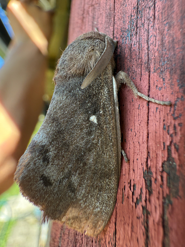 Pine-tree Lappet