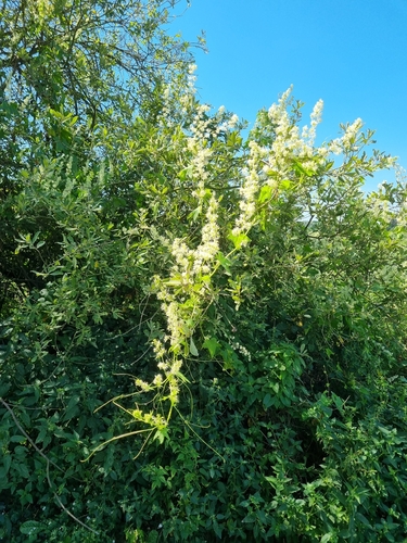 prickly cucumber