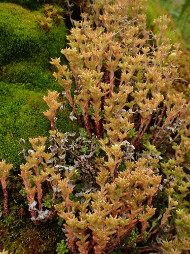 Sedum annuum, photograph 2