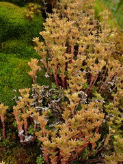 (c) agujaceratops, some rights reserved (CC BY) Sedum annuum, photograph (c) agujaceratops, some rights reserved (CC BY)