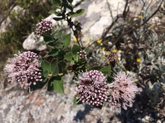 Grazielia brevipetiolata