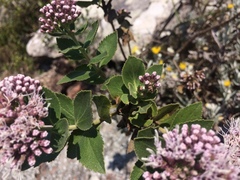 Grazielia brevipetiolata