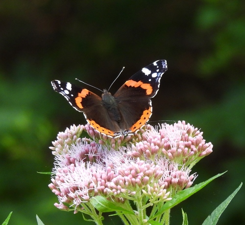 Red Admiral