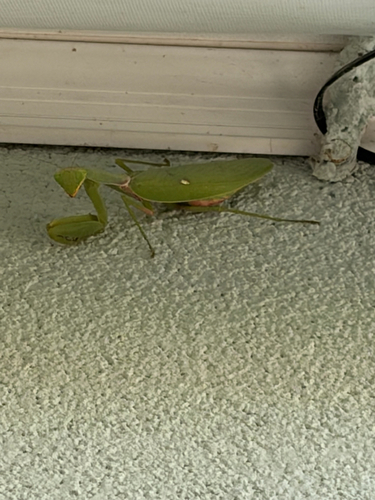 Transcaucasian Giant Mantis