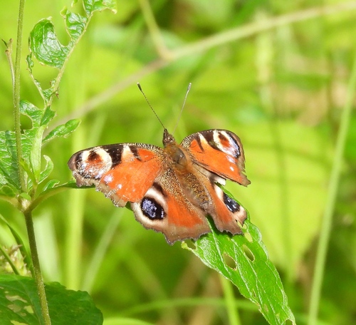 European Peacock Butterfly