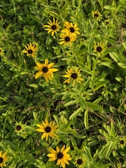 Rudbeckia missouriensis, photograph (c) Edie, some rights reserved (CC BY)