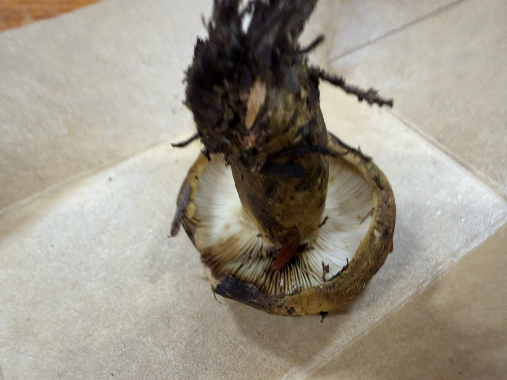 dark-spotted milkcap · August 2026 · photo: Photo: (c) Nat Gorka, some rights reserved (CC BY) · iNaturalist