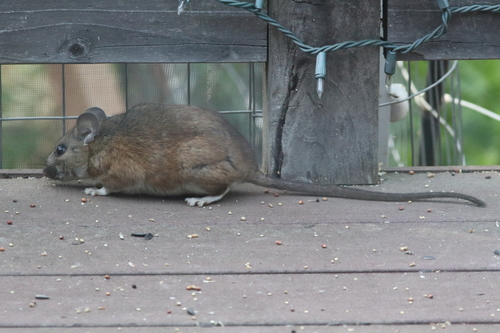 Dusky-footed Woodrat