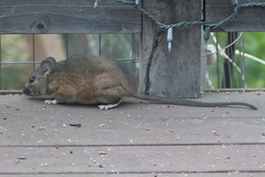 Dusky-Footed Woodrat photo 5