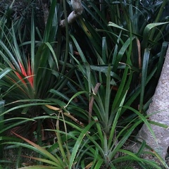Bromelia antiacantha