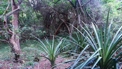 Bromelia antiacantha